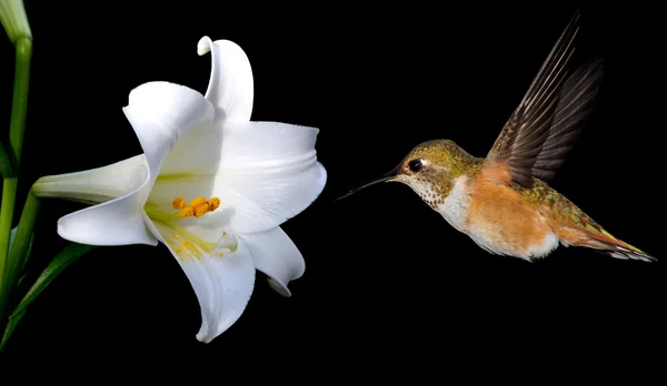 Beija-flor com flores brancas de lírio no fundo preto — Fotografia de Stock