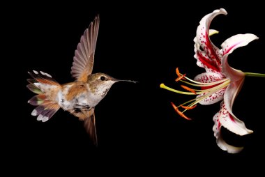 Siyah arka plan üzerinde sinek kuşu Stargazer Lily çiçek