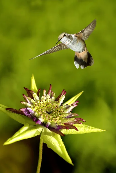 空中で小さなハチドリのホバリング — ストック写真