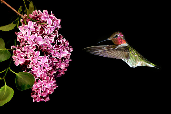 Hummingbird Hovering on Lilac over black background