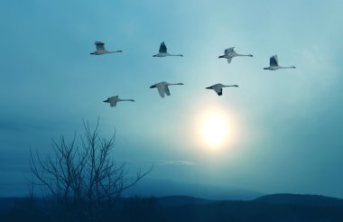 Spring or autumn migration of cranes  clipart