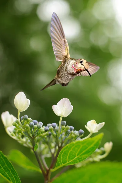 Kolibri schwebt auf Hortensie-Bild — Stockfoto