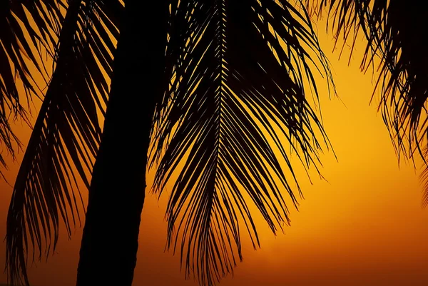 Palm trees over orange sunset background — Stock Photo, Image