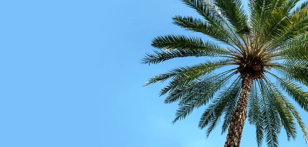 Green palm tree on blue sky background with copy space — Stock Photo, Image