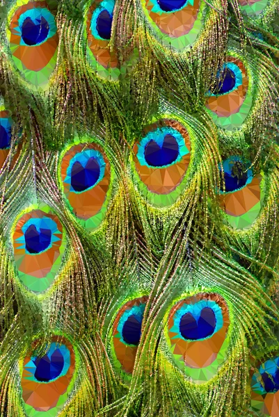 Geometric polygonal peacock feathers — Stock Photo, Image