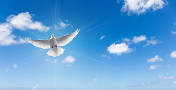 İnanç mavi gökyüzü sembolü beyaz güvercin — Stok fotoğraf
