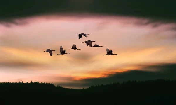 Flock of cranes spring or autumn migration — Stock Photo, Image