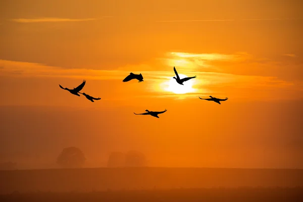 Flock of cranes — Stock Photo, Image