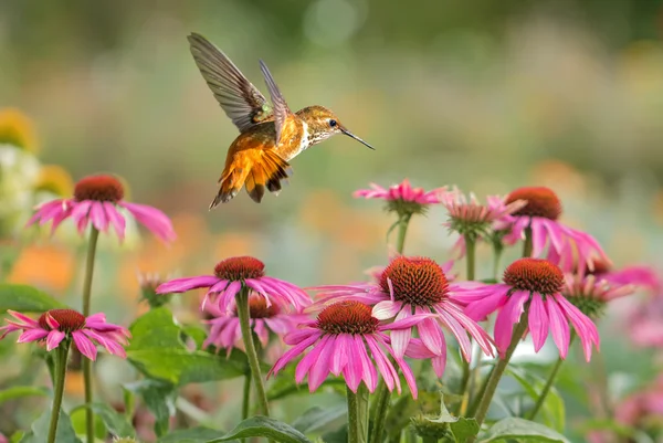 Rufous Hummingbird su sfondo estivo luminoso — Foto Stock