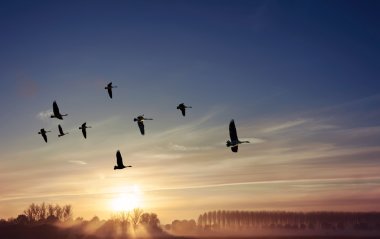 Birds Flying at Sunset Panoramic View clipart