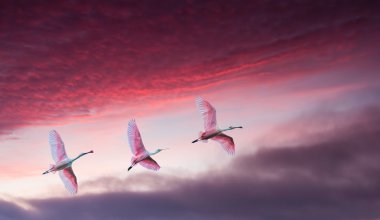 Pink birds against beautiful dramatic sky panoramic view clipart