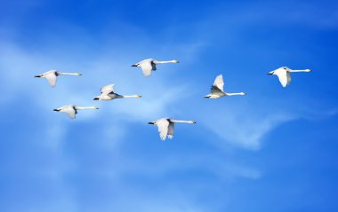 Flying birds over blue sky with natural background panoramic vie clipart