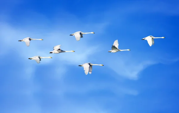 Fliegende Vögel über blauem Himmel mit natürlichem Hintergrundpanorama — Stockfoto