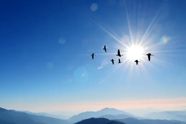 Flock of cranes spring or autumn migration over sunny sky — Stock Photo, Image