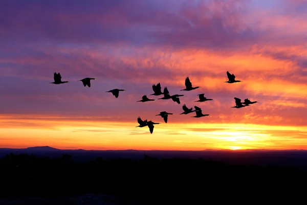 Landschap tijdens zonsondergang met vliegende vogels — Stockfoto