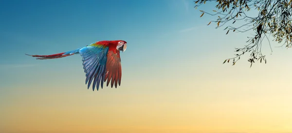 Parrot wild bird panoramic view — Stock Photo, Image
