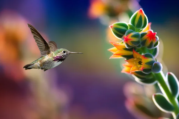 Kis kolibri közelében virágok fagyasztott akcióban — Stock Fotó