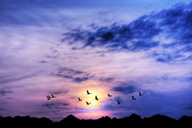 Uçan kuşlar ile mor günbatımı sırasında manzara 