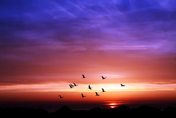 Krajina při západu slunce s létajícími ptáky — Stock fotografie