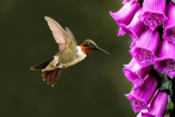 Adulto macho Rufous beija-flor — Fotografia de Stock