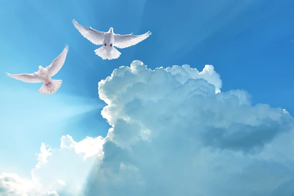 White Holy Doves flying in cloudy sky — Stock Photo, Image