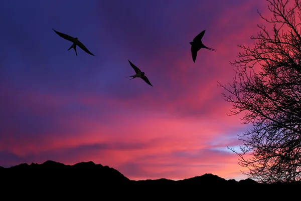 Vlaštovka obecná nad noční obloha pozadí — Stock fotografie