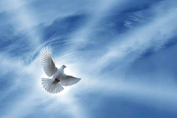 Belle colombe symbole de la foi — Photo