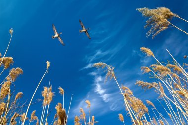 Doğal bac güzel gökyüzü günbatımı veya gündoğumu ile uçan kuşlar