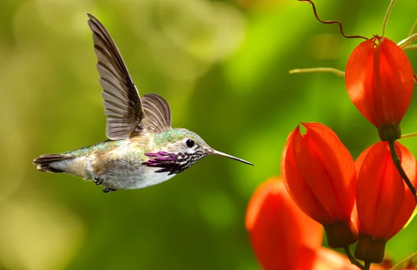 Hummingbird in volo su sfondo verde — Foto Stock