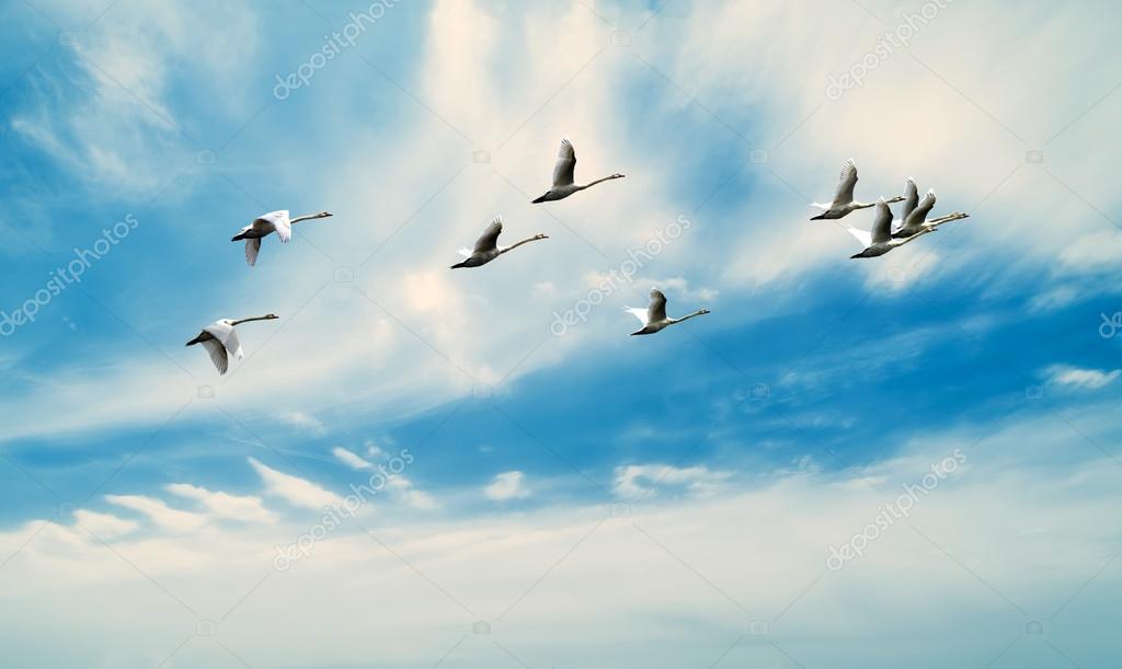 Beautiful sky with flying birds natural background Stock Photo by ©bolina  120698844