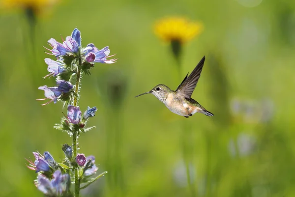 Hummingbird and meadows in late summer — Stock Photo, Image