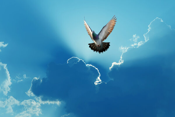 Beautiful dove in a blue sky symbol of faith 