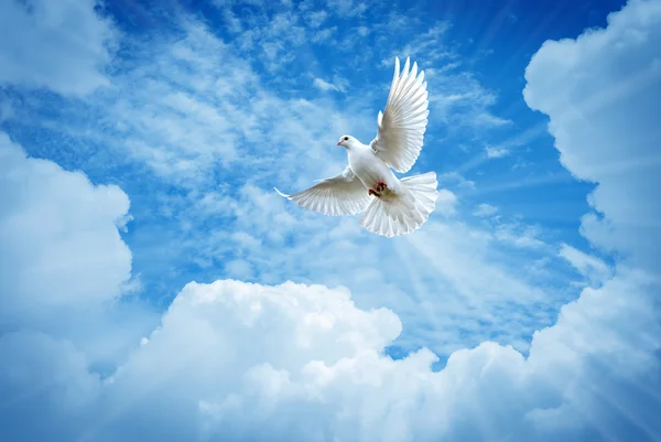 Beautiful dove in a blue sky symbol of faith