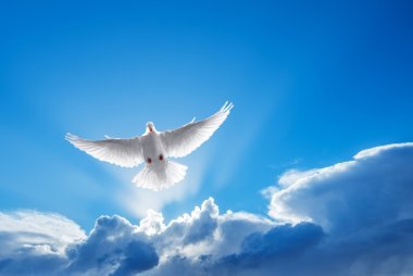White Dove symbol of faith  clipart