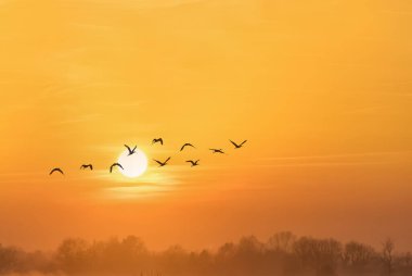 Sisli ormanın üzerinde uçan kuş sürüsü 