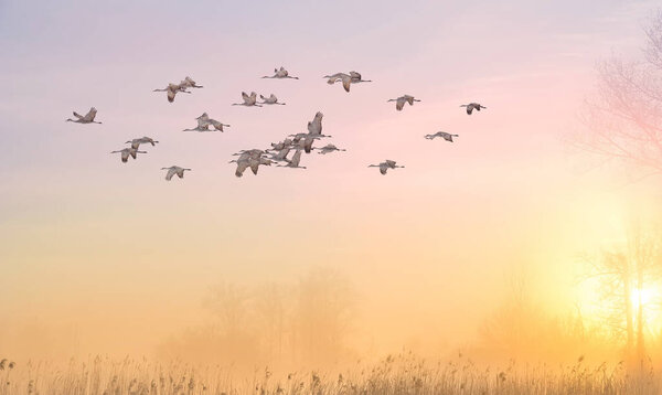 Стая птиц, летающих над голыми деревьями в тумане окружающей среды или экологической концепции