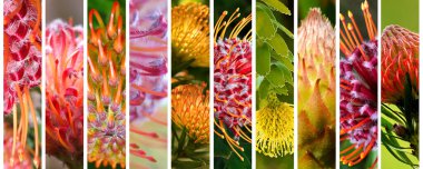 Bright and beautiful Australian native plants blossom clipart
