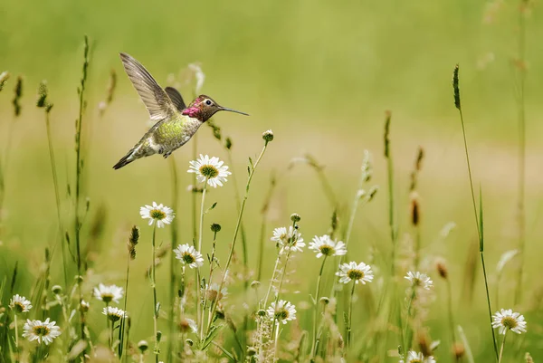 Winziger Kolibri Über Grünem Sommerhintergrund Mit Kopierraum — Stockfoto