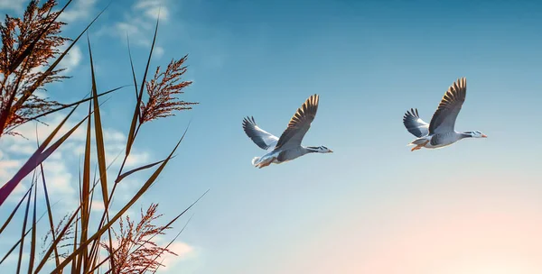 Aves Migratórias Primavera Outono Vista Panorâmica Estação — Fotografia de Stock