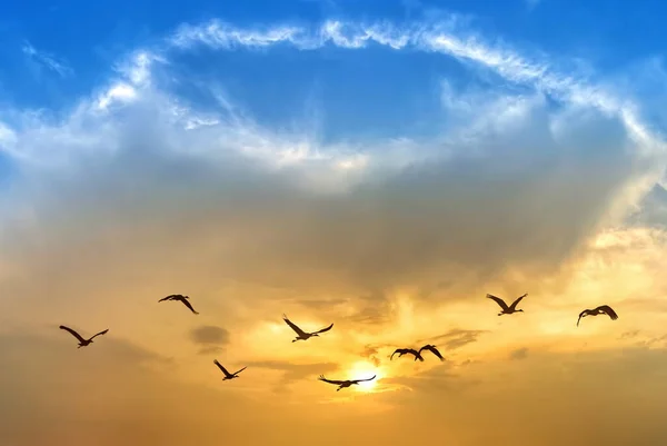 Bright sky on sunset or sunrise with flying birds natural background environment or ecology concept