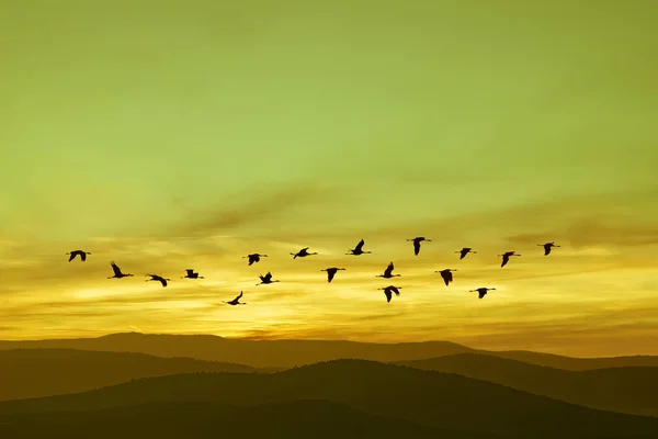 Fåglar Som Flyger Mot Kväll Sunset Miljö Eller Ekologi Koncept — Stockfoto