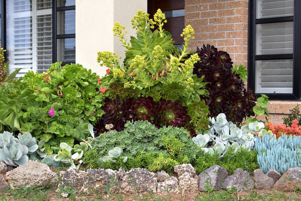 Low-Maintenance successful succulent front yard