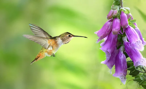 Hummingbird with purple flower over green background