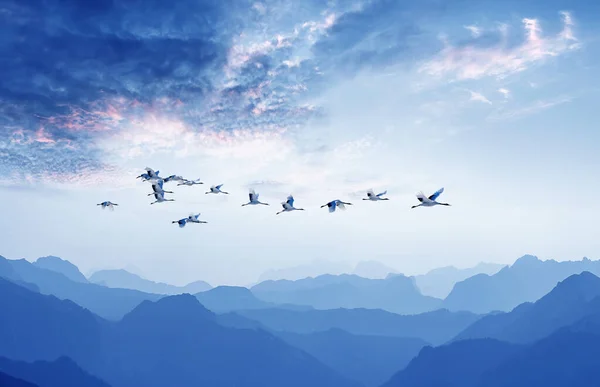 Cielo Brillante Con Aves Voladoras Ambiente Fondo Natural Concepto Ecología —  Fotos de Stock