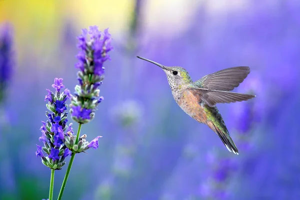 Hummingbird Pairando Alimentando Fundo Verão Roxo Imagens De Bancos De Imagens Sem Royalties