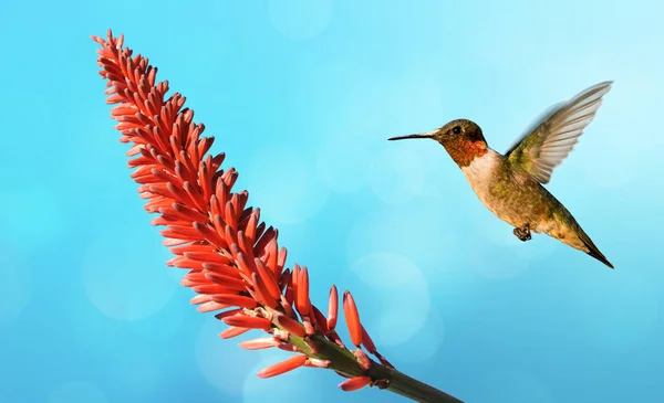 Hummingbird Svävar Blomma Över Blå Himmel Bakgrund Med Kopia Utrymme — Stockfoto