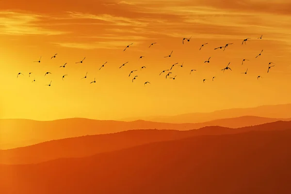 Μεγάλα Ομαδικά Πουλιά Που Πετούν Πάνω Από Βουνά Ζώα Στη — Φωτογραφία Αρχείου
