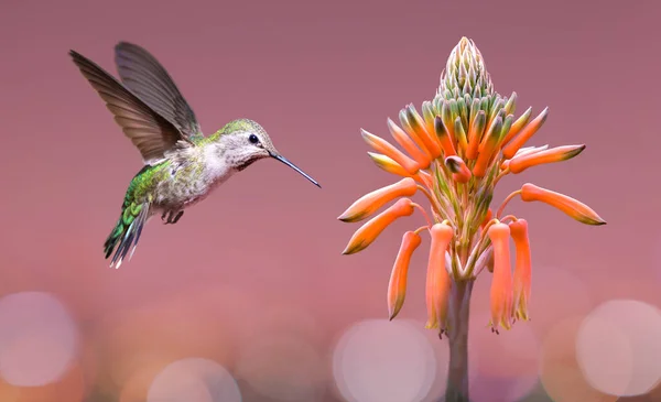 Liten Kolibri Över Ljus Sommar Bakgrund Resor Koncept — Stockfoto