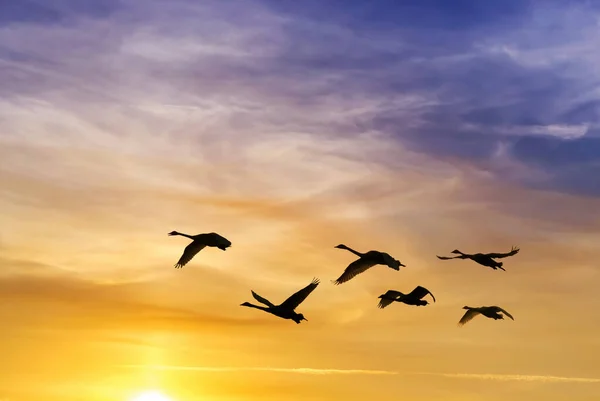 Environment Ecology Concept Bright Sky Sunset Sunrise Flying Birds — Stock Photo, Image