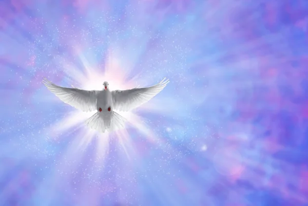 Holy spirit dove on shining sky with rays — Stock Photo, Image